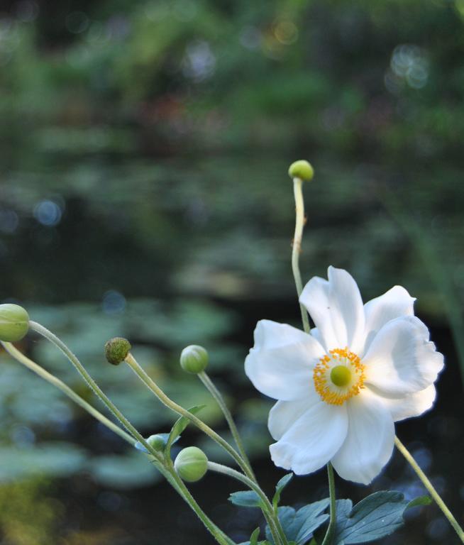 Cottage Les Quatre Saisons Giverny Kamer foto